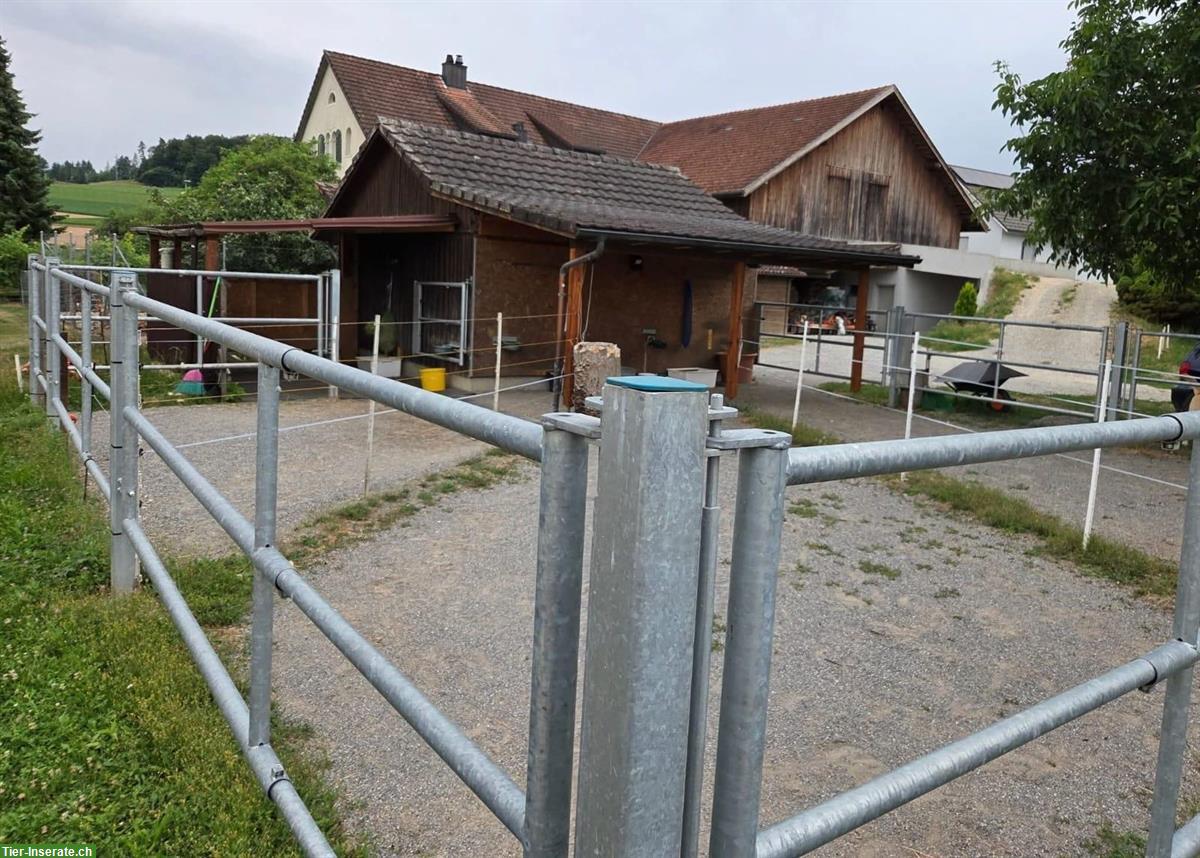 Bild 4: Pferdebox / Offenstall Leuggern Bezirk Zurzach