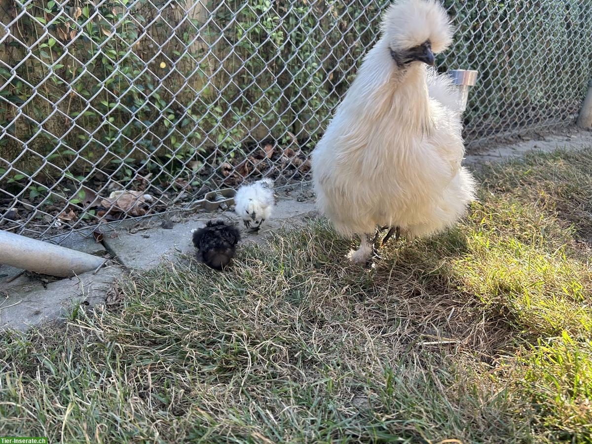 4 Seidenhuhn Küken zu verkaufen