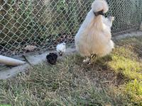 4 Seidenhuhn Küken zu verkaufen