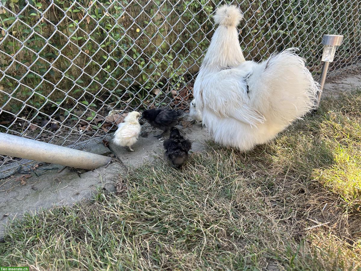 Bild 3: 4 Seidenhuhn Küken zu verkaufen