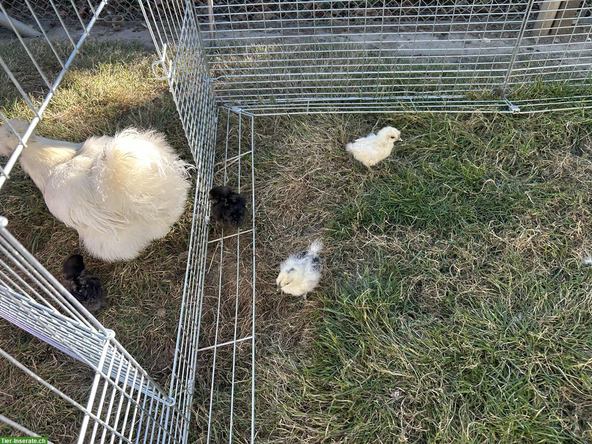 Bild 4: 4 Seidenhuhn Küken zu verkaufen