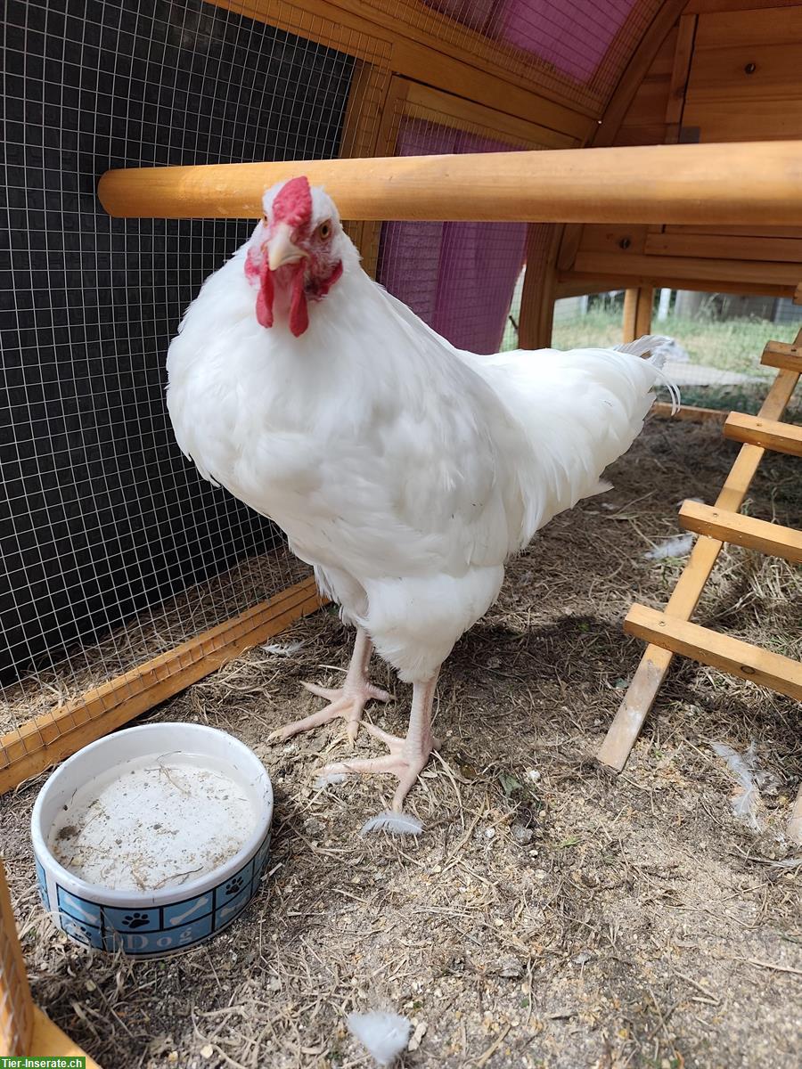 Weisser Schweizerhuhn Hahn handzahm