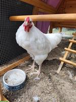 Weisser Schweizerhuhn Hahn handzahm