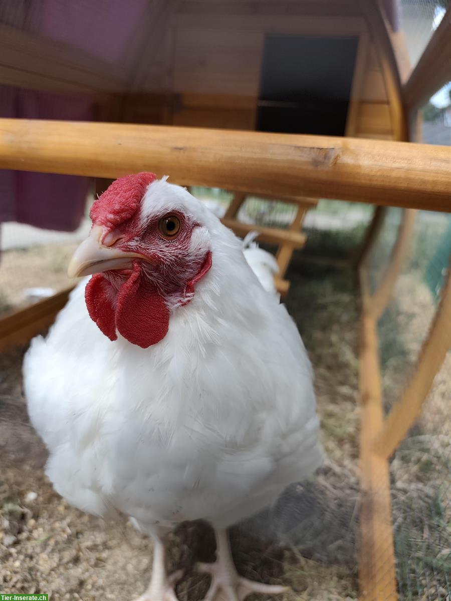 Bild 2: Weisser Schweizerhuhn Hahn handzahm