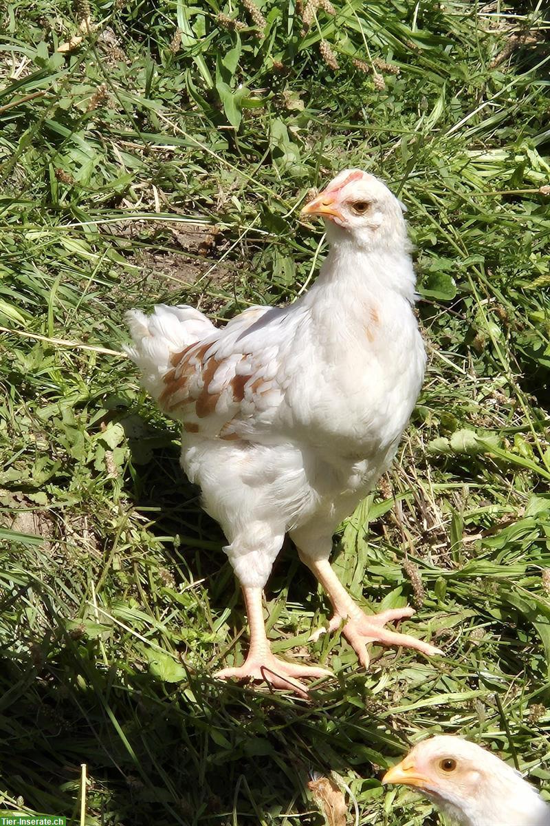 Junge Schwedische Blumenhähne, reinrassig abzugeben