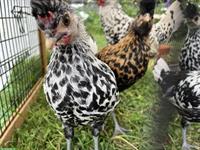 Appenzeller Spitzhauben Hahn GRATIS abzugeben