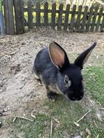 Wunderschöne Zwergkaninchen suchen ein Zuhause