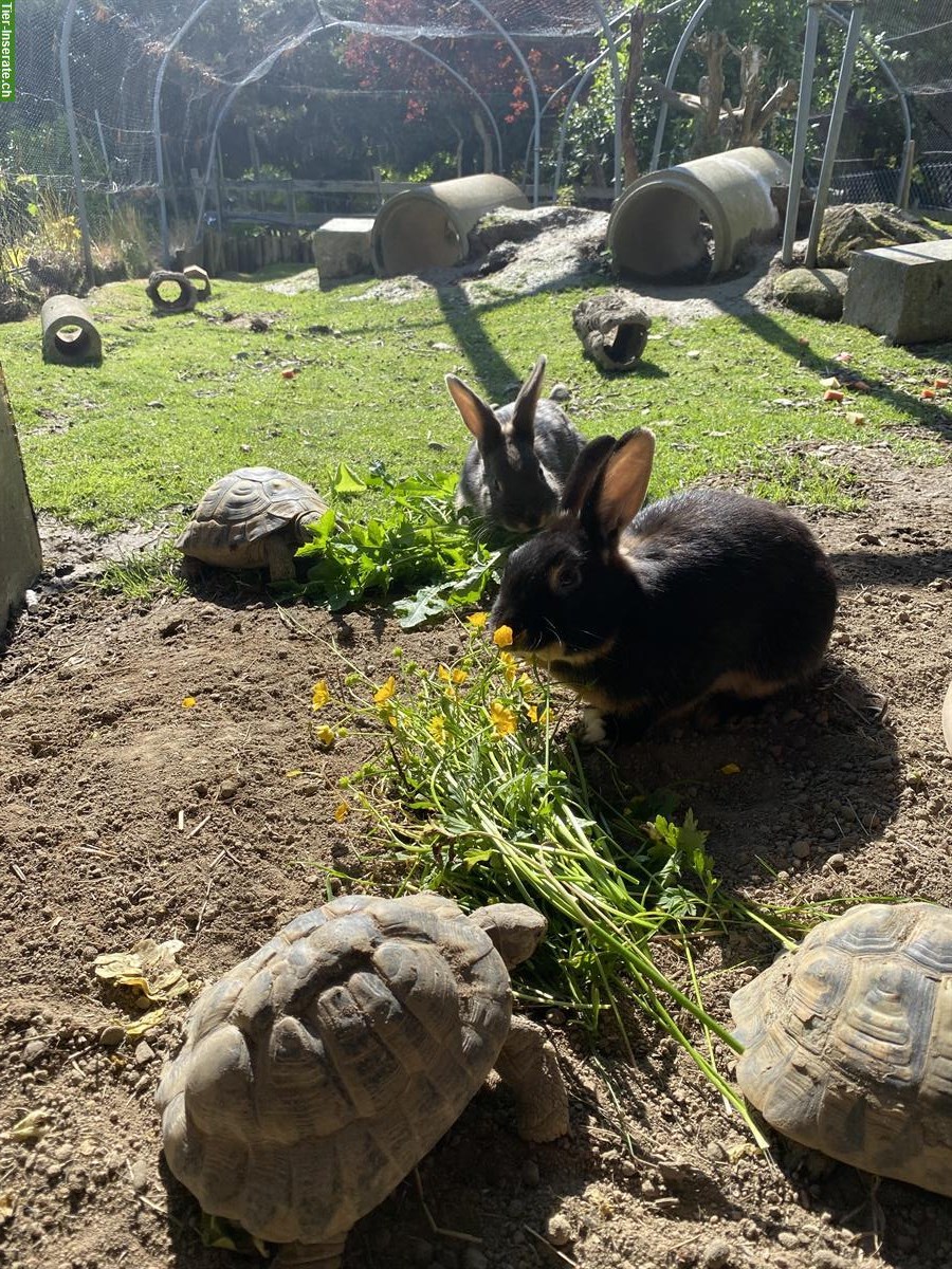 Bild 2: Wunderschöne Zwergkaninchen suchen ein Zuhause