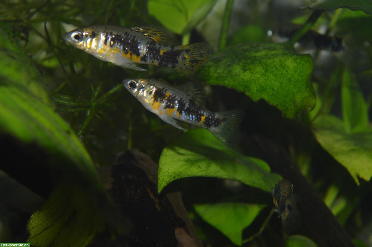 Limia vittata - Kuba Kärpfling abzugeben