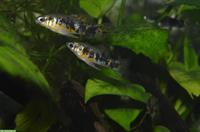 Limia vittata - Kuba Kärpfling abzugeben