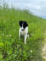 1 Welpen Border Collie × Collie sucht ein zuhause