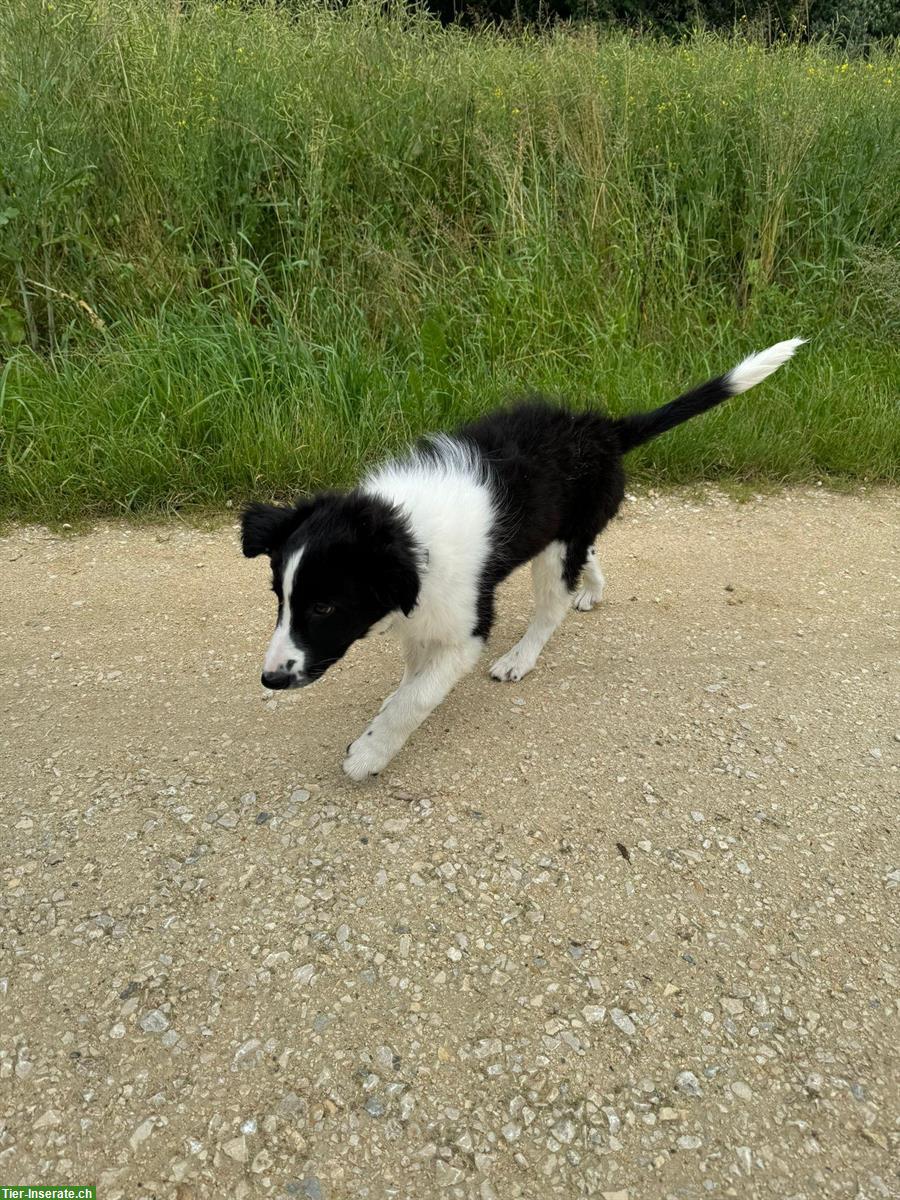 Bild 2: 1 Welpen Border Collie × Collie sucht ein zuhause