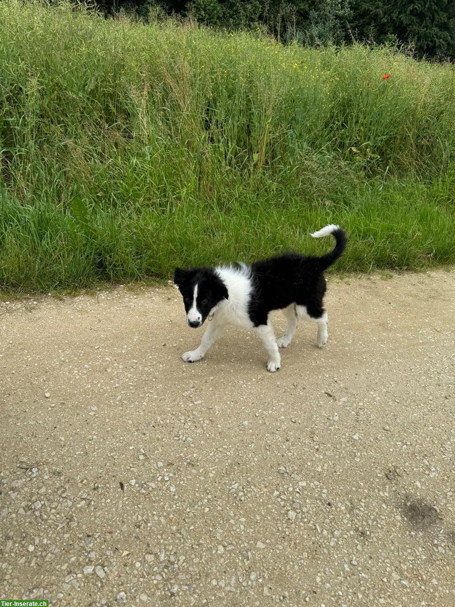 Bild 3: 1 Welpen Border Collie × Collie sucht ein zuhause