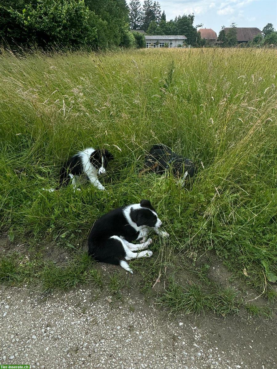 Bild 4: 1 Welpen Border Collie × Collie sucht ein zuhause