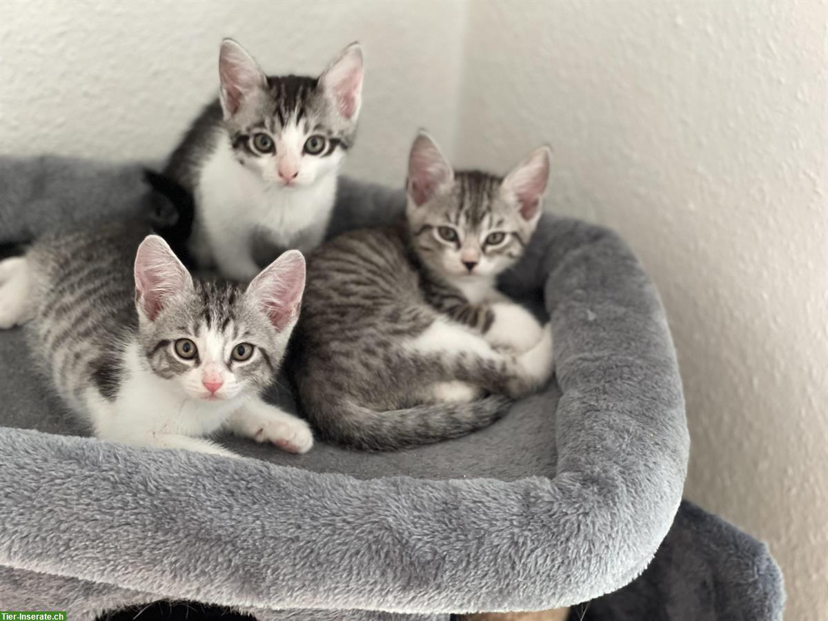 BKH Kitten, selten tabby spotted