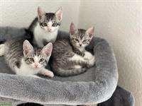 BKH Kitten, selten tabby spotted