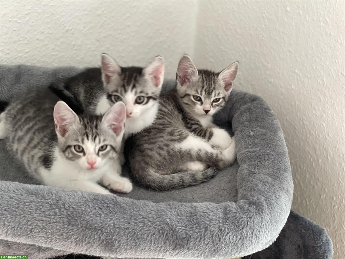 Bild 2: BKH Kitten, selten tabby spotted