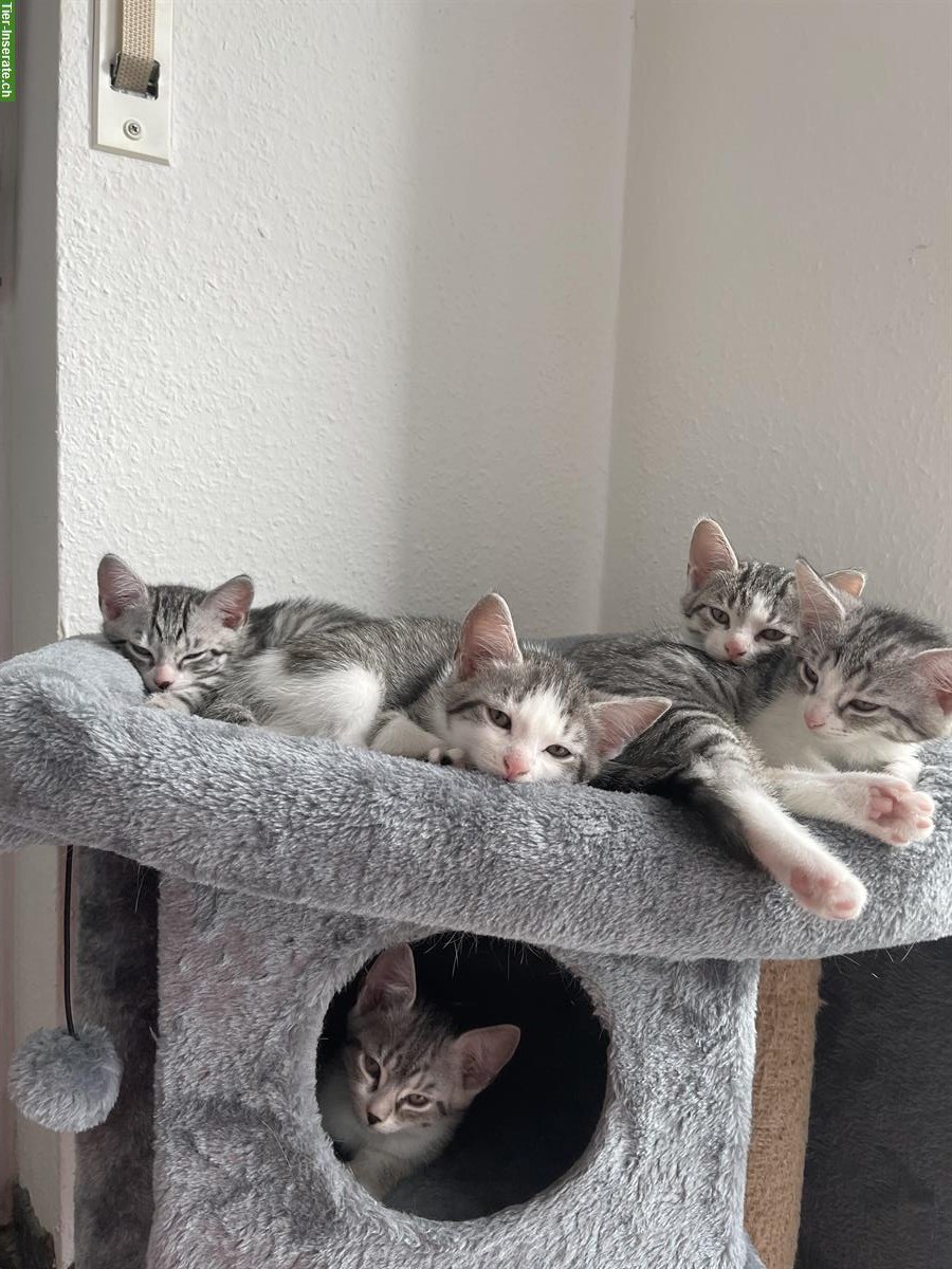 Bild 3: BKH Kitten, selten tabby spotted