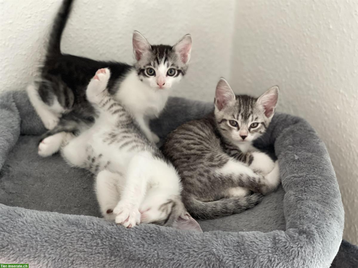 Bild 4: BKH Kitten, selten tabby spotted
