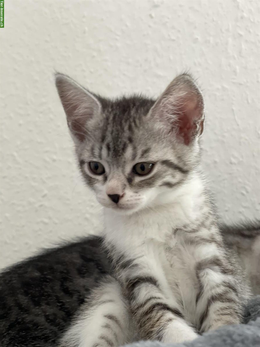 Bild 5: BKH Kitten, selten tabby spotted