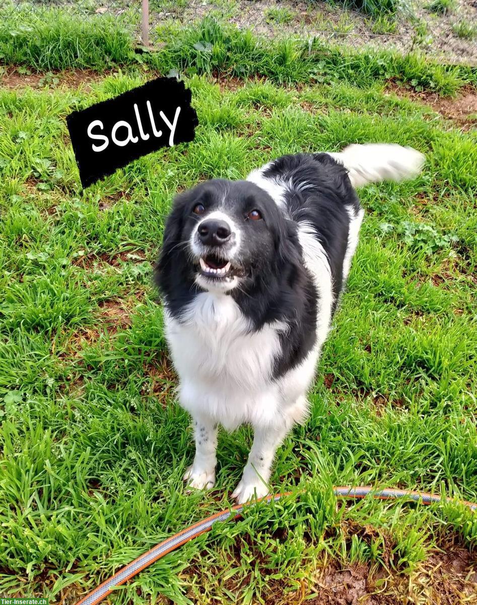 Liebenswerte Hündin Sally sucht ihr eigenes Zuhause