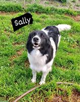 Liebenswerte Hündin Sally sucht ihr eigenes Zuhause