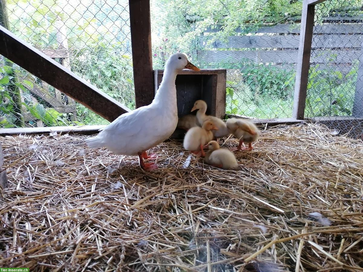 Bild 3: 2 junge Pommernente x Pekingenten Erpel zu verkaufen