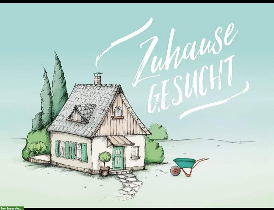 Haus/Bauernhaus gesucht, Region Bauma und Umgebung