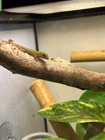 Goldstaub Taggecko Baby, Nachzucht