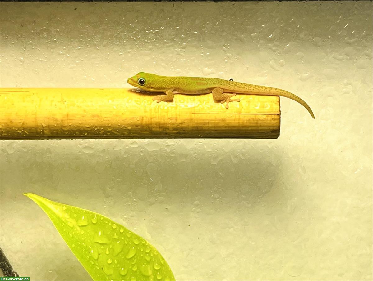 Bild 2: Goldstaub Taggecko Baby, Nachzucht