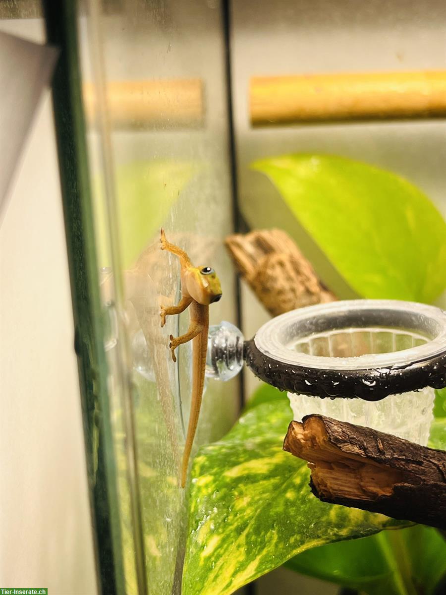 Bild 3: Goldstaub Taggecko Baby, Nachzucht