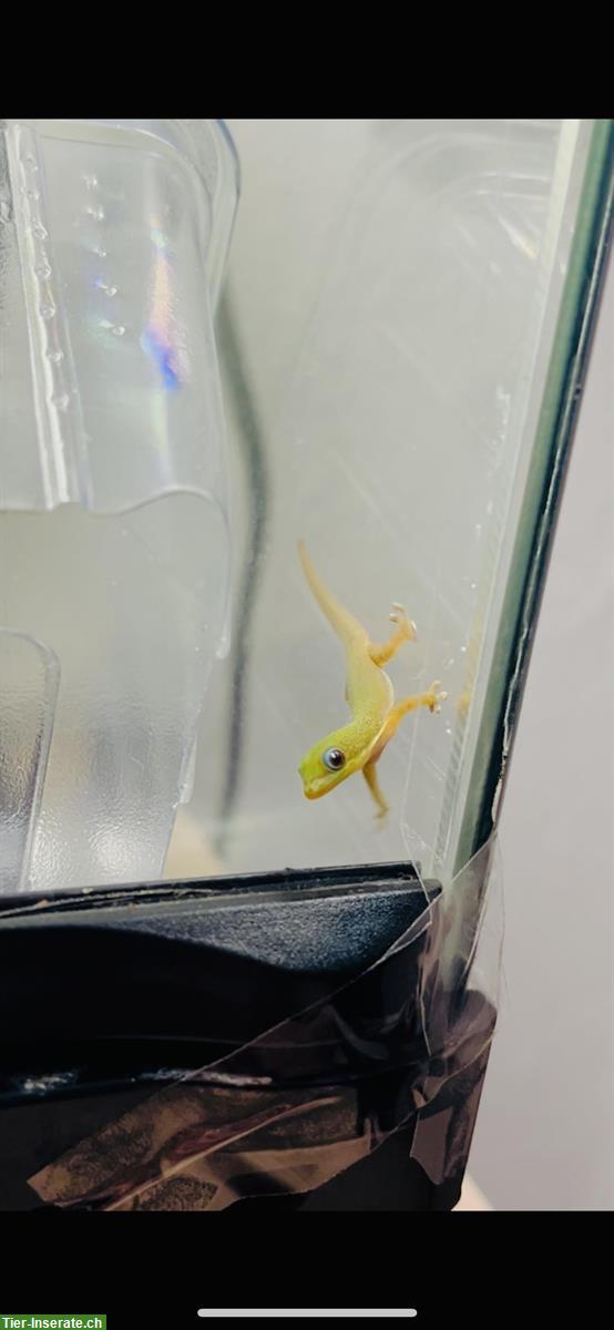 Bild 4: Goldstaub Taggecko Baby, Nachzucht