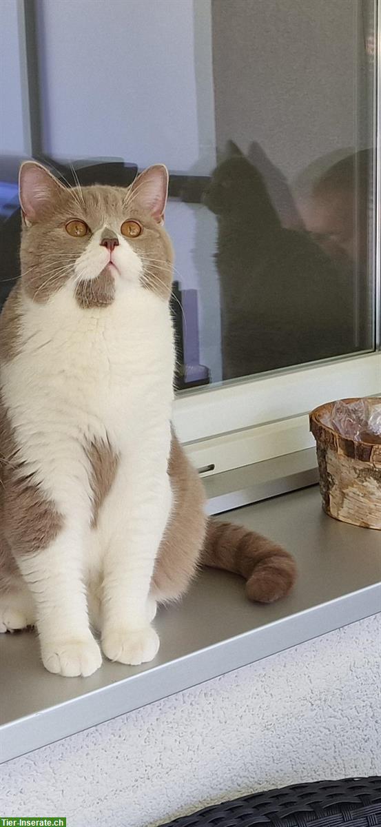 Bild 3: BKH Deckkater Buby in der Farbe Bicolor