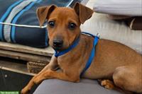 Wilder Rehpinscher Welpe sucht sein Partner für Leben