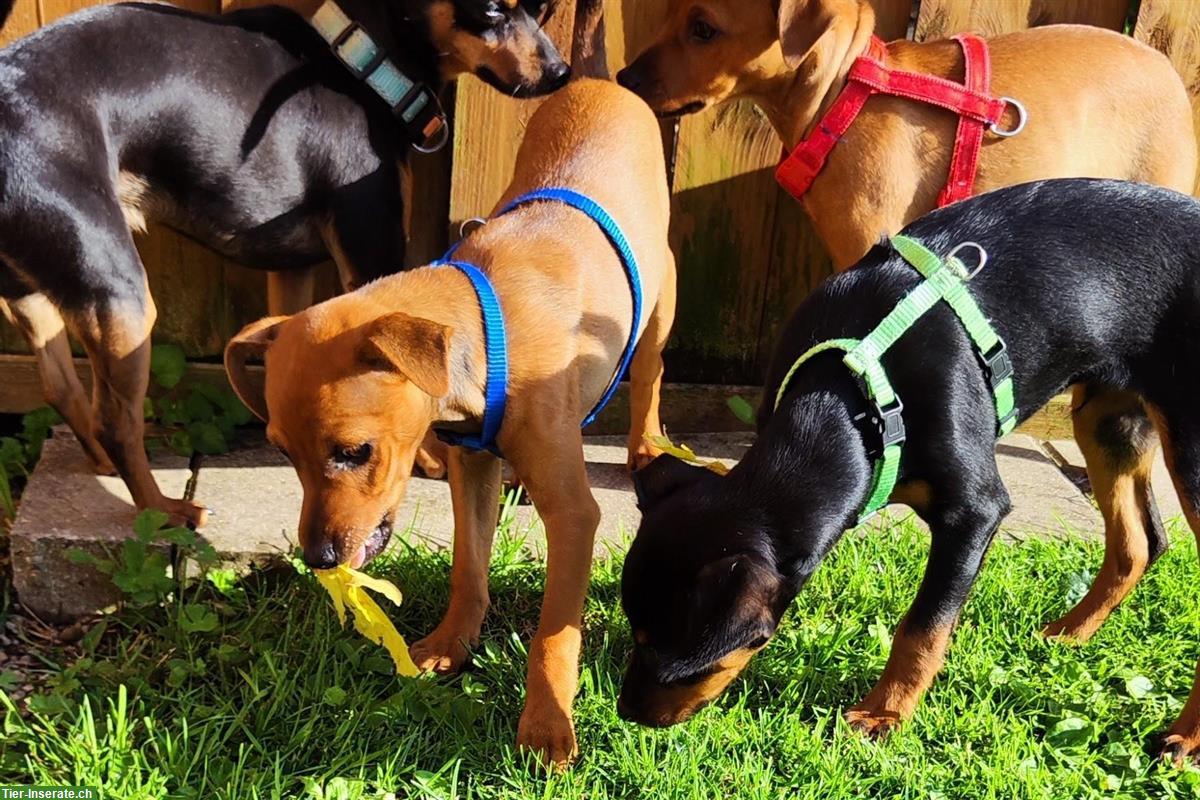 Bild 2: Wilder Rehpinscher Welpe sucht sein Partner für Leben