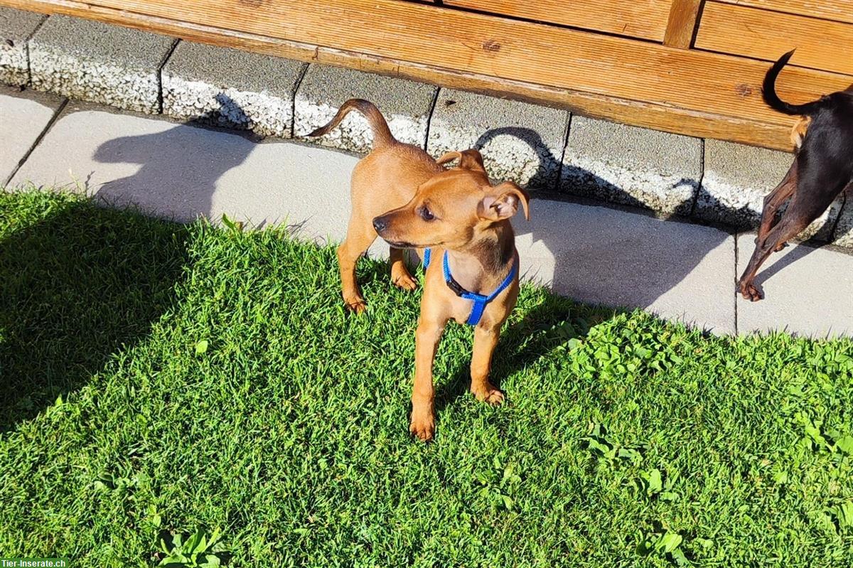 Bild 3: Wilder Rehpinscher Welpe sucht sein Partner für Leben
