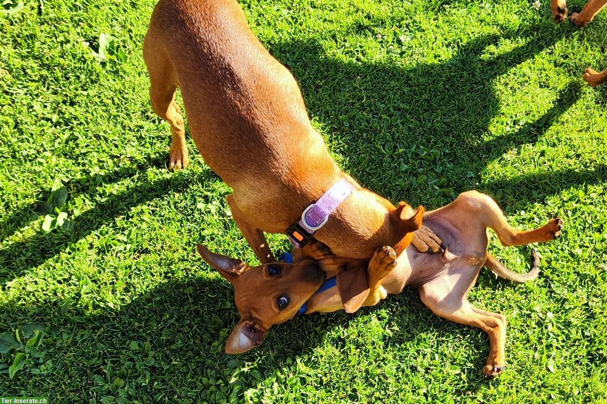 Bild 4: Wilder Rehpinscher Welpe sucht sein Partner für Leben
