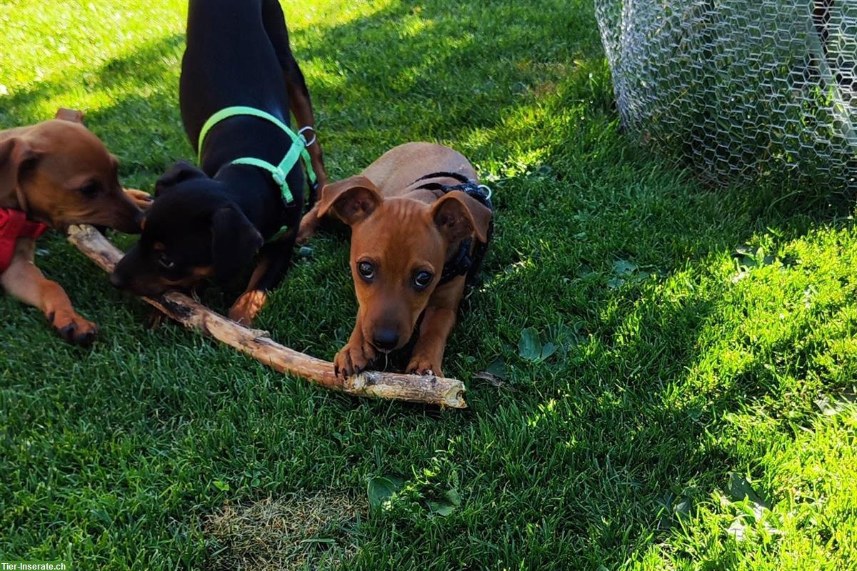 Bild 5: Wilder Rehpinscher Welpe sucht sein Partner für Leben