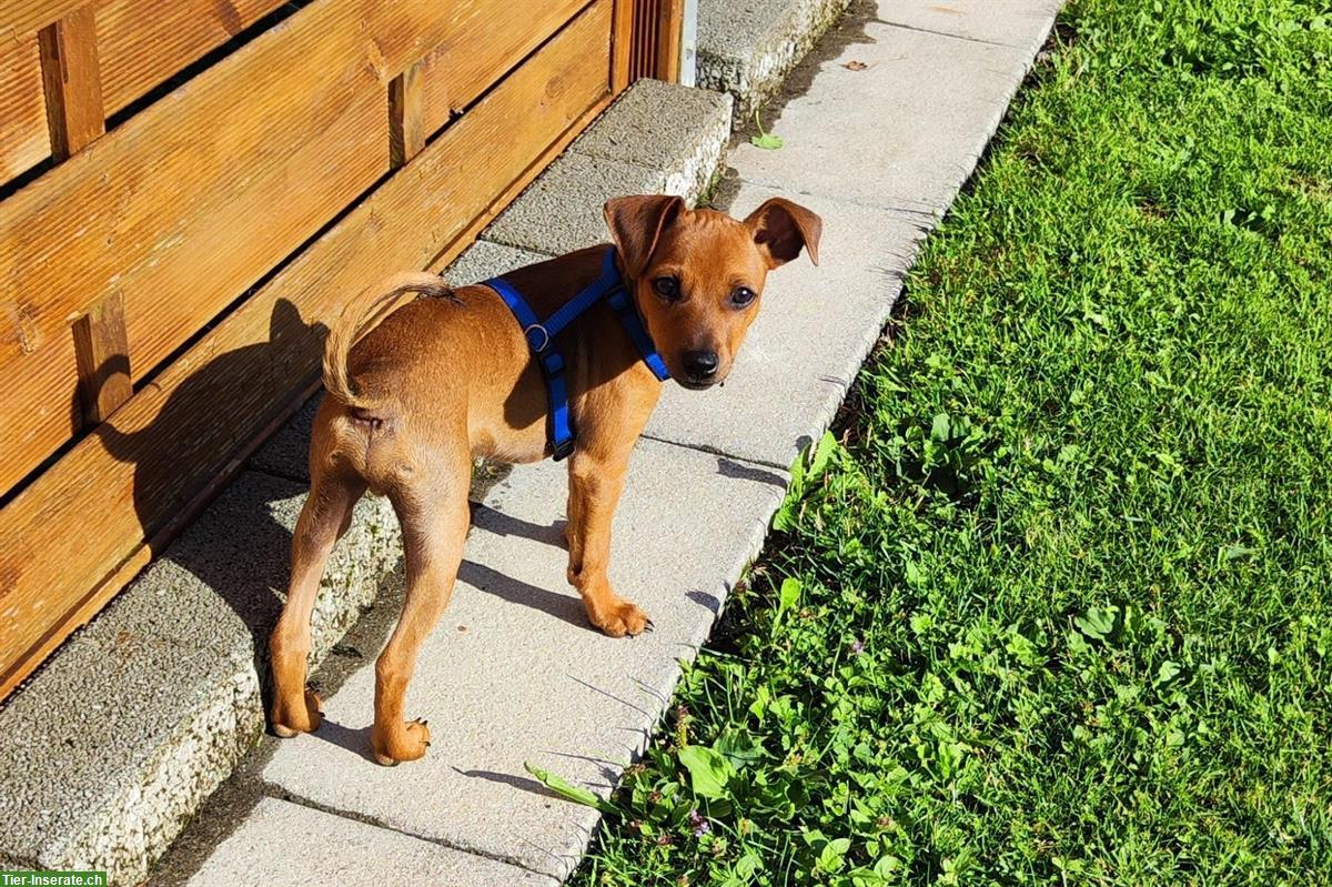 Bild 6: Wilder Rehpinscher Welpe sucht sein Partner für Leben