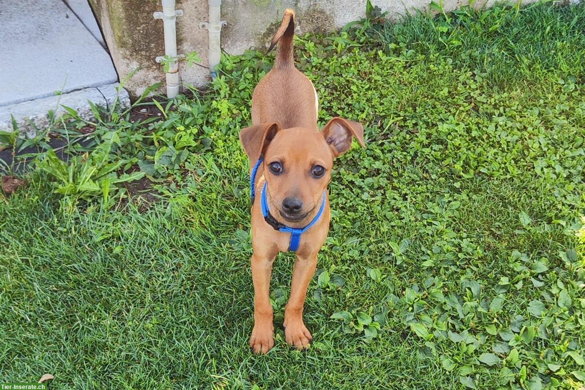 Bild 7: Wilder Rehpinscher Welpe sucht sein Partner für Leben