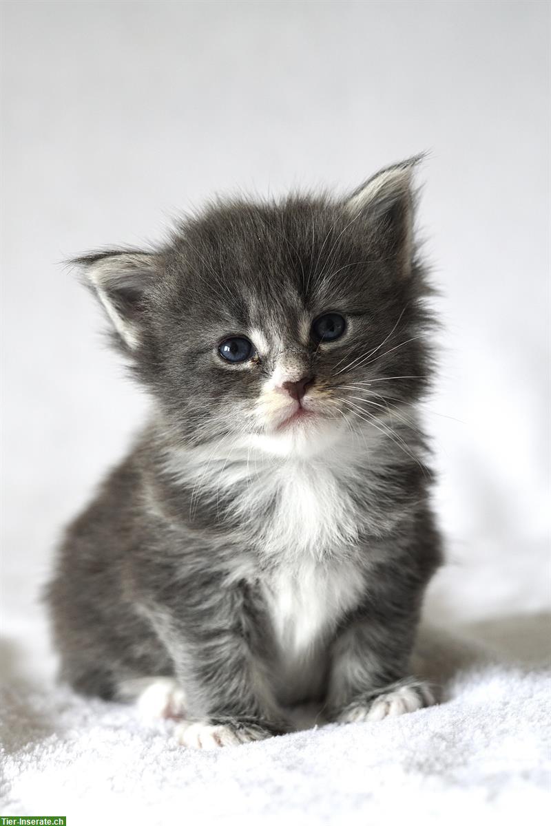 Reinrassige Maine Coon Kitten mit FFH-Stammbaum