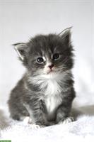 Reinrassige Maine Coon Kitten mit FFH-Stammbaum