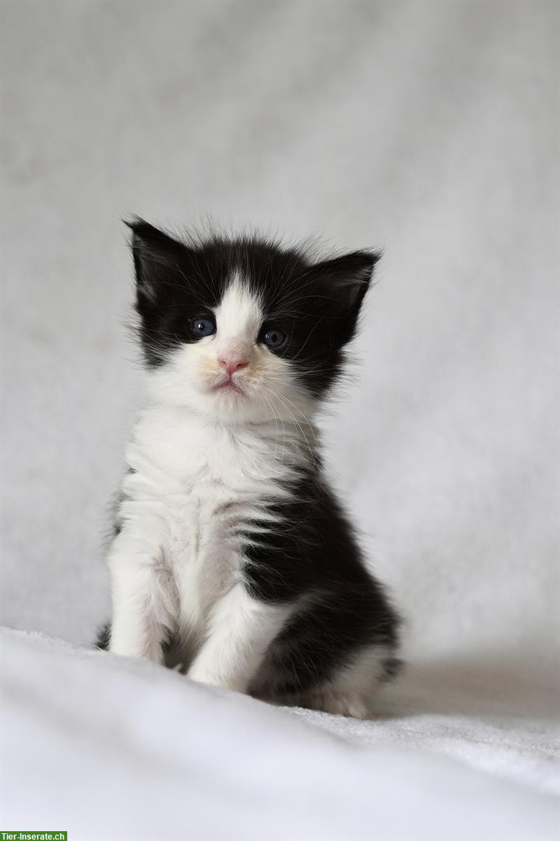 Bild 2: Reinrassige Maine Coon Kitten mit FFH-Stammbaum