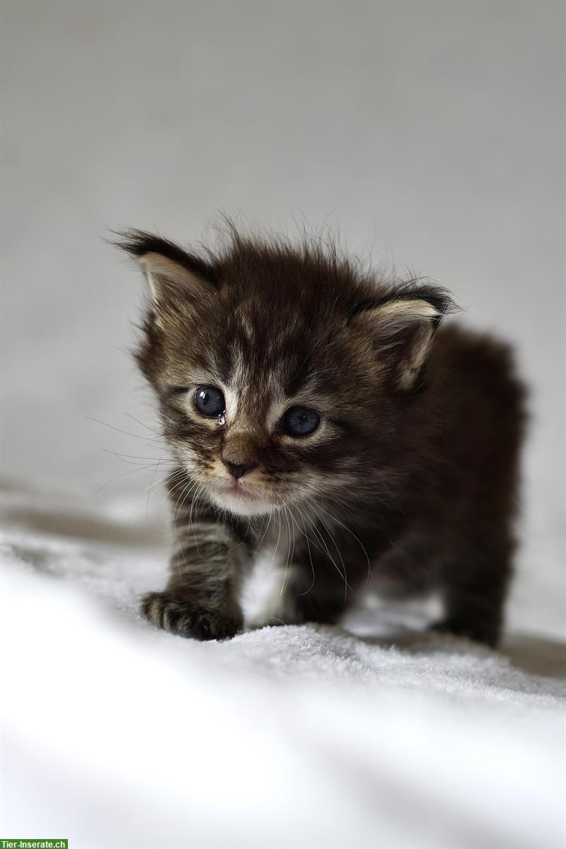 Bild 3: Reinrassige Maine Coon Kitten mit FFH-Stammbaum