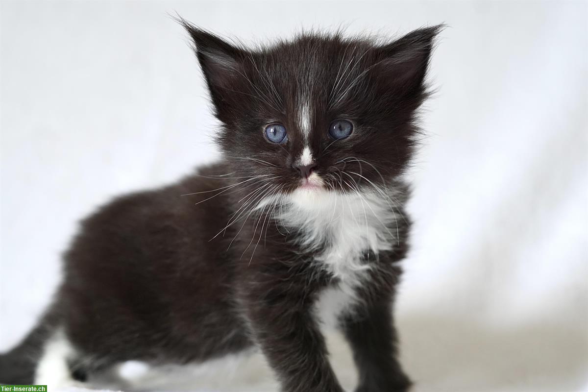 Bild 4: Reinrassige Maine Coon Kitten mit FFH-Stammbaum