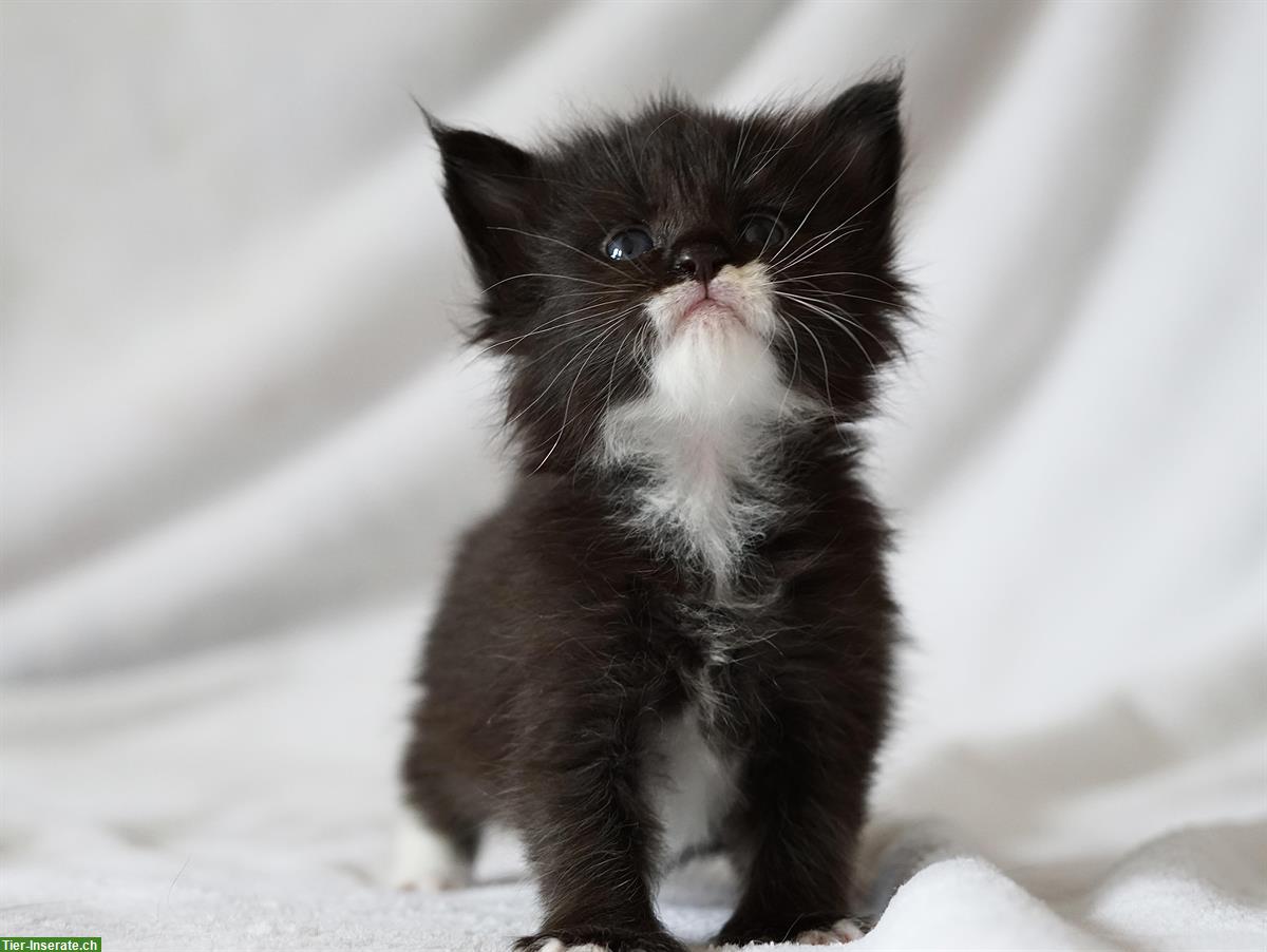 Bild 5: Reinrassige Maine Coon Kitten mit FFH-Stammbaum