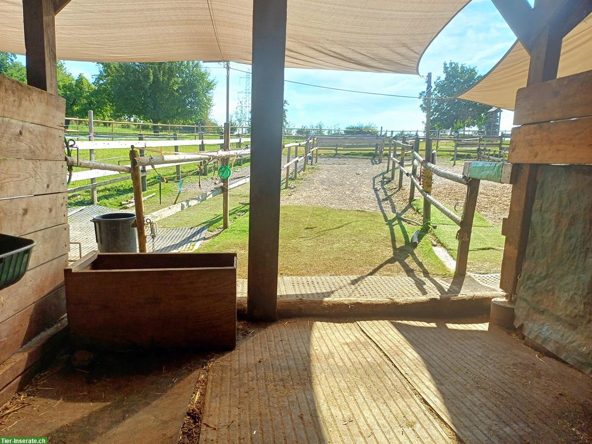 Bild 3: Auslaufboxe/Offenstall Vollpension frei in Cham ZG