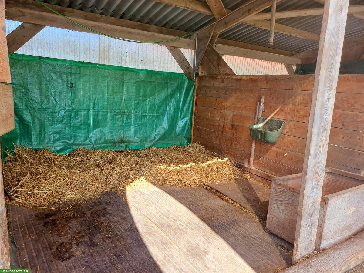 Bild 4: Auslaufboxe/Offenstall Vollpension frei in Cham ZG