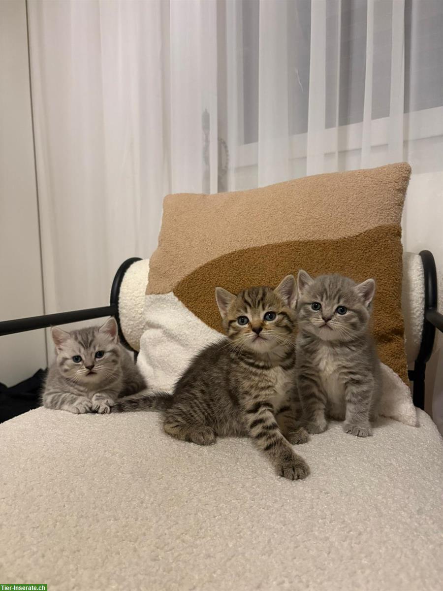 BKH Kitten, männlich suchen neues Zuhause