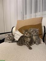 BKH Kitten, männlich suchen neues Zuhause